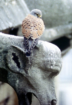 Crecerelle6_JFMagne Crecerelle6_JFMagne