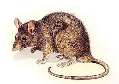 ImagesCAHLRT7T ImagesCAHLRT7T