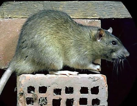 Deratisation-1 Deratisation-1