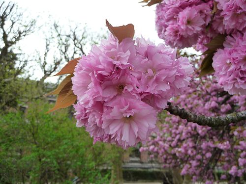 Cerisier-a-fleurs-prunus-serrulata-kanzan-jardin-des-plantes-printemps-paris Cerisier-a-fleurs-prunus-serrulata-kanzan-jardin-des-plantes-printemps-paris