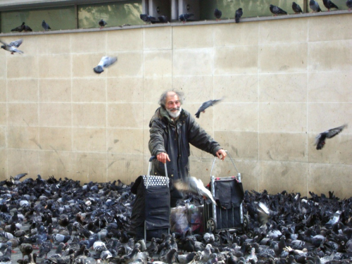 Nourrisseur 3 de pigeons 20 09 12